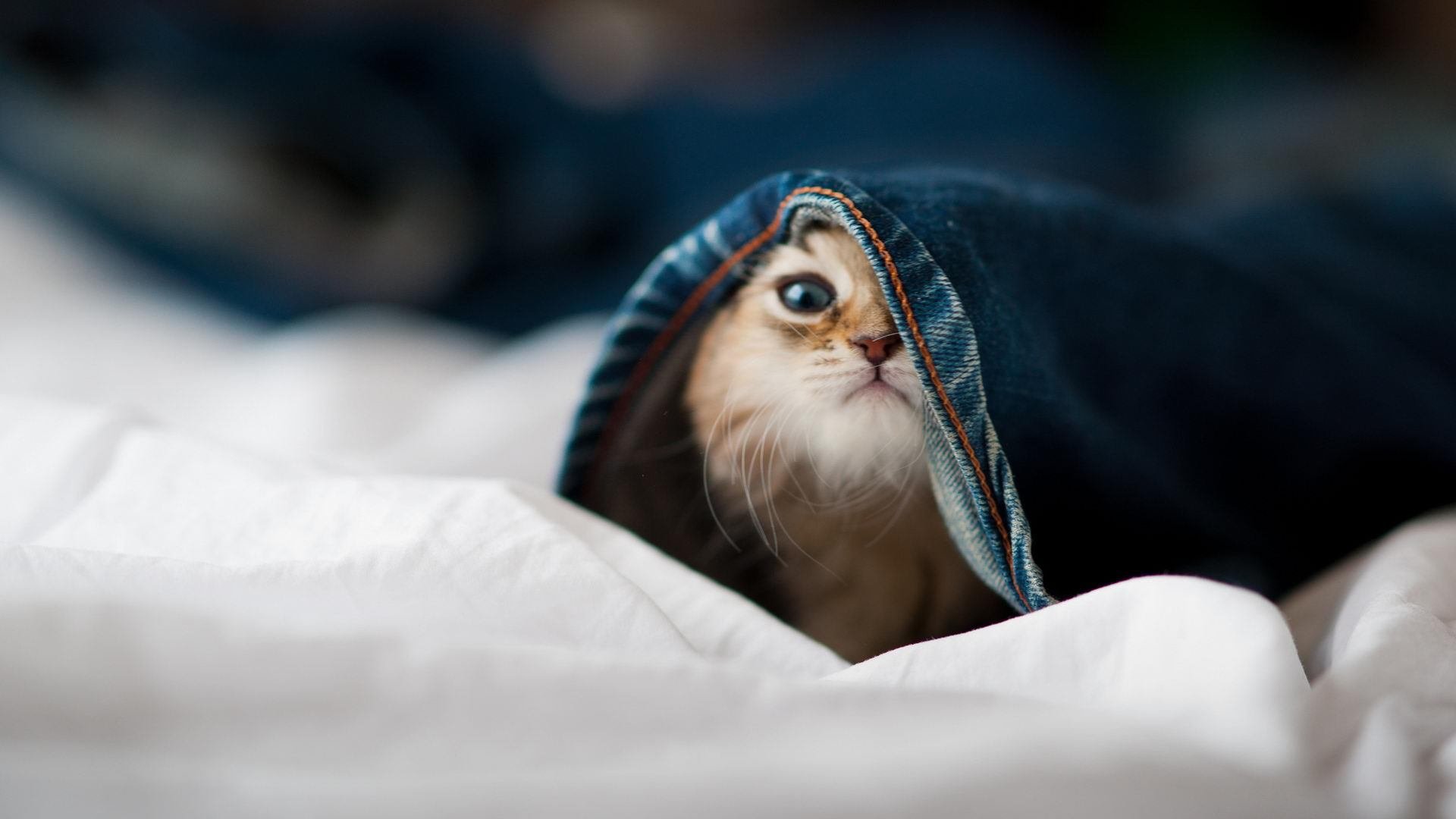 爱游戏体育app-“团队坚守：幕后英雄的坚韧守护”，团队的守护者